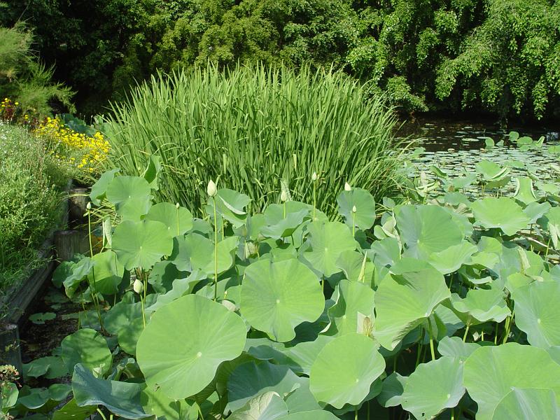 booroowhangary-nov09 059.jpg